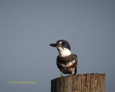 Kingfisher on Post.jpg