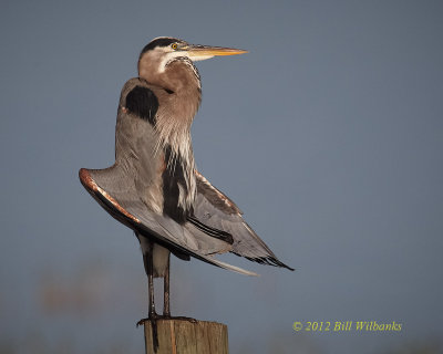 GBH Sunning.jpg
