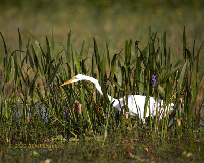 Great Egret on the Hunt.jpg
