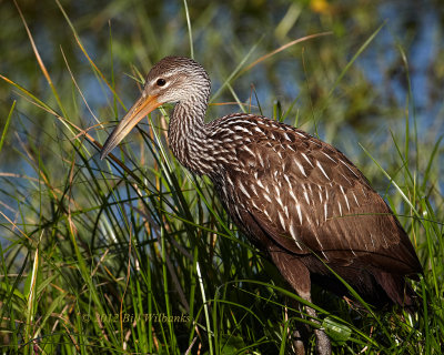 Limpkin Juvie 02.jpg