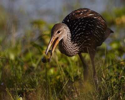Limpkin Juvie with Snail 03.jpg