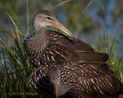 Limpkin Juvies.jpg