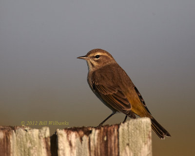 Palm Warbler 01.jpg