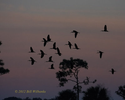 Glossy Ibis in the Dawn Light_MG_9046.jpg