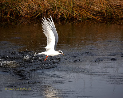 Fosters Tern 02.jpg