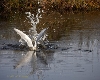 Fosters Tern 01.jpg