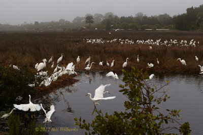 Lots of Birds.jpg