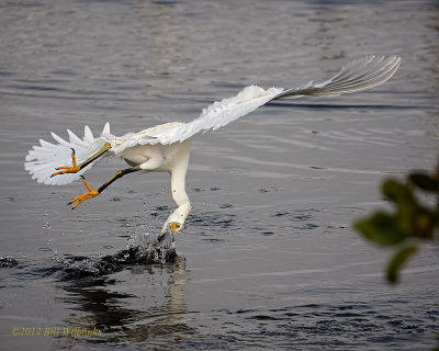 Snowy Egret 02 Got it.jpg