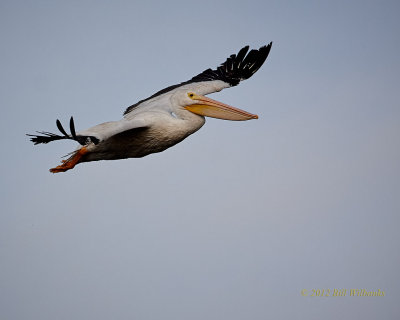 White Pelican Flyby 01.jpg