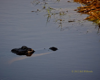 Gator in the Pool.jpg