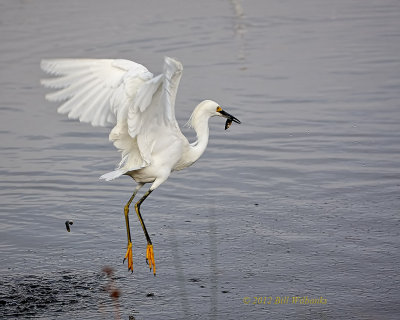 Snowy Egret With Fish.jpg