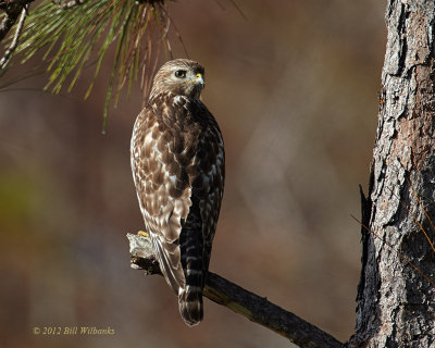 Hawk at 1000mm.jpg