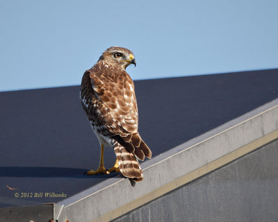 Hawk 03.jpg