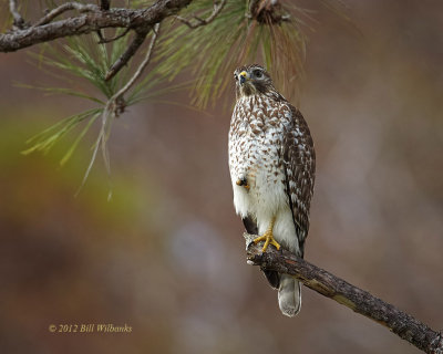 Hawk at 700mm.jpg