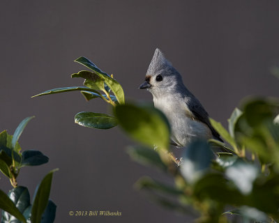 Tufted Titmouse 02.jpg