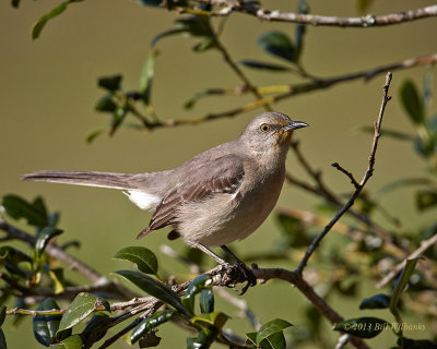 Northern Mockingbird.jpg