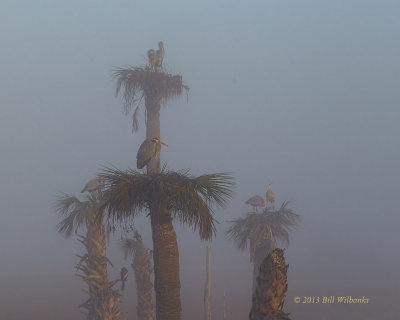 GBH Rookery in the Fog.jpg