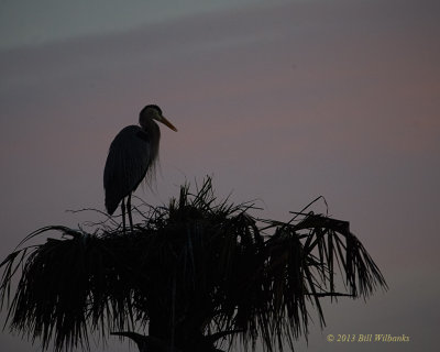 GBH in the Morning Mist.jpg