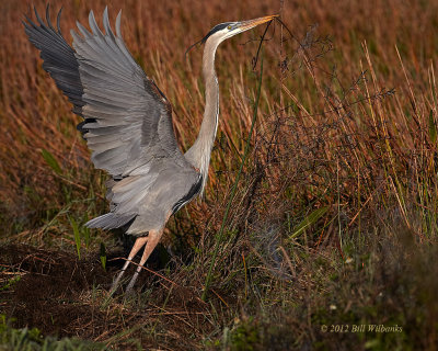 GBH Lift off with Nesting Materal.jpg
