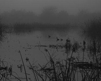 Ducks in the Foggy Marsh.jpg