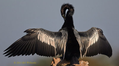 Male Anhinga.jpg
