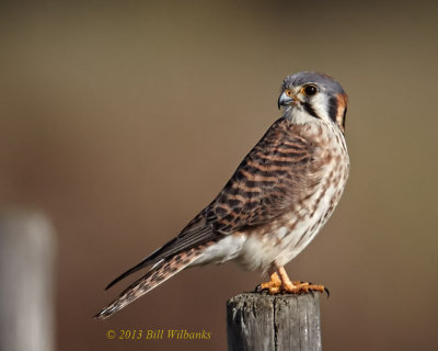 Kestrel 02.jpg