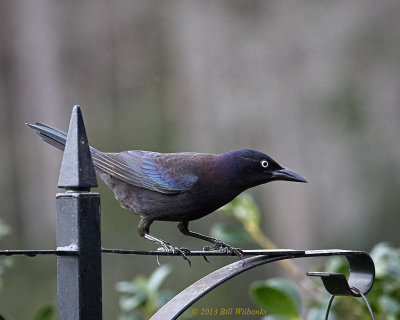 Grackle.jpg