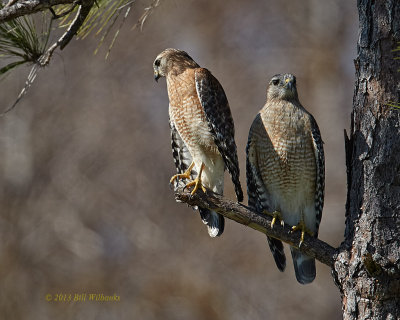 Red-sholdered Hawk and Friend 02.jpg