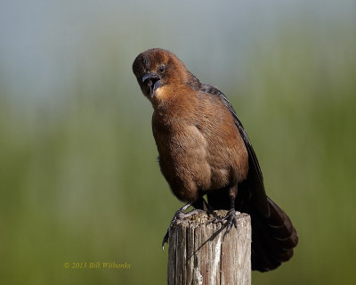 Boat-tailed Grackel Female.jpg
