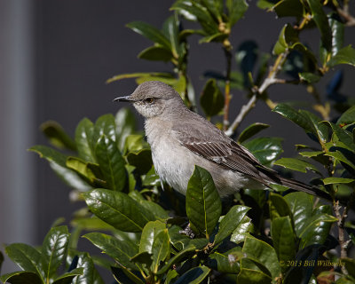 Northern Mockingbird 01.jpg