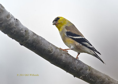 Goldfinch on Branch 02.jpg