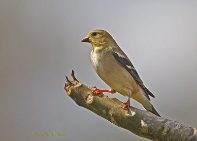 Goldfinch on Branch 02.jpg