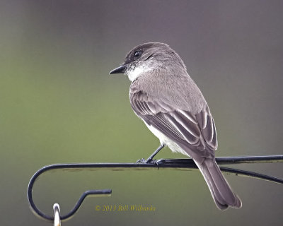 Eastern Phoebe.jpg