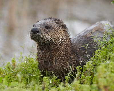 River Otter.jpg