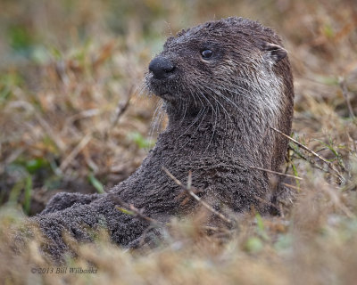 River Otter In The Bath.jpg