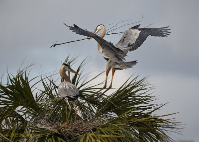 GBH Landing with  big Stick.jpg