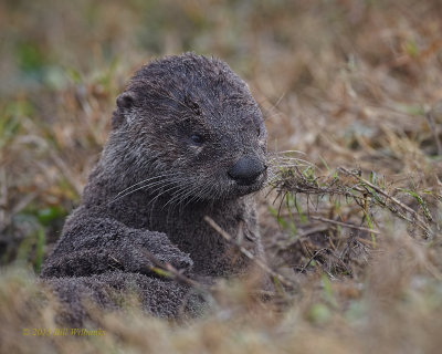 River Otter In The Bath 02.jpg