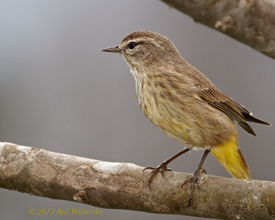 Palm Warbler.jpg