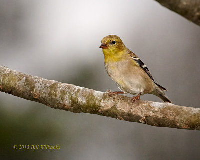 Goldfinch.jpg