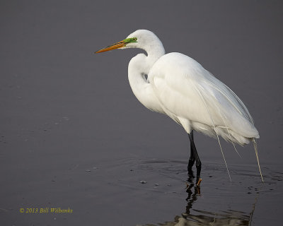 Great egret in the Morning.jpg