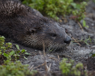 Otter a Little Rest.jpg