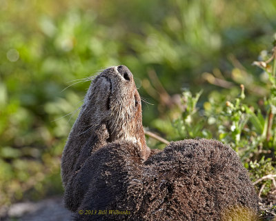 Otter It Itches Rightn Here.jpg