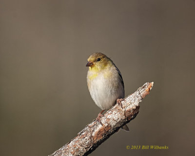 Goldfinch.jpg