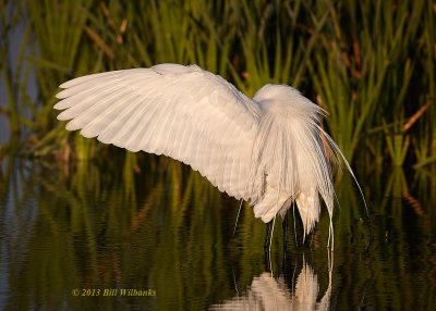 Preening in the Morning Sun.jpg