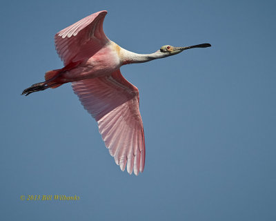 Back Wing Down.jpg