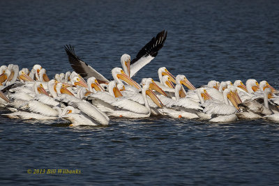 Feeding Frenzy.jpg