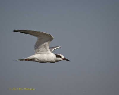 Tern.jpg