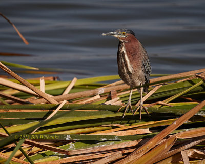 Green Heron.jpg