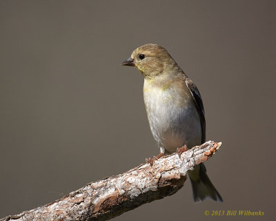 Goldfinch 11.jpg
