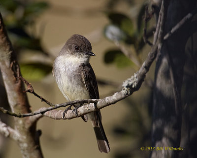Eastern Phoebe.jpg